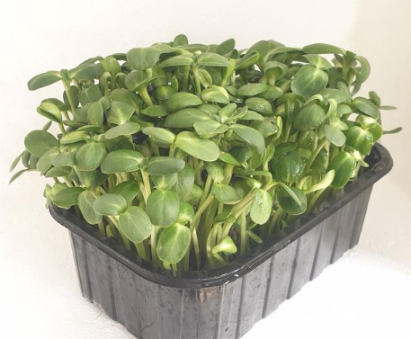 Микрозелень подсолнечника XXL фото 2